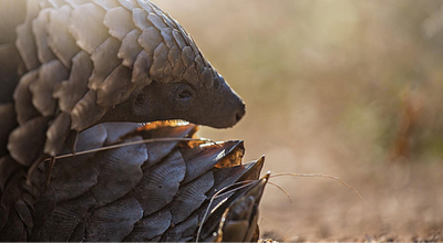 Wildlife Conservationists Celebrate USAID’s Accomplishments in Reducing Demand for Wildlife Products in Southeast Asia