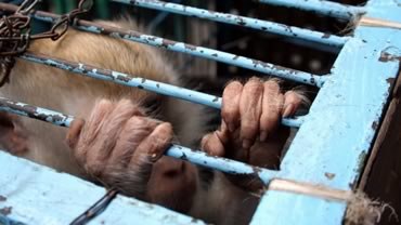 cage-hands.jpg