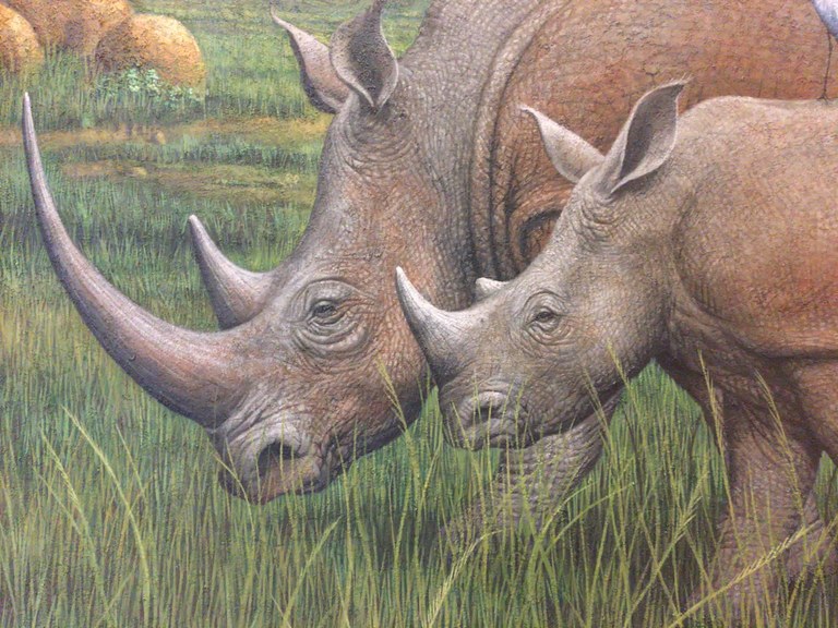 Rhino Drawing