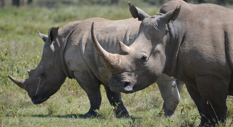 rhinos.jpg